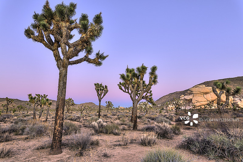 田野树木映衬晴空，约书亚树，加州，美国图片素材