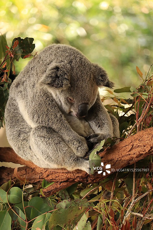 树上的考拉特写图片素材
