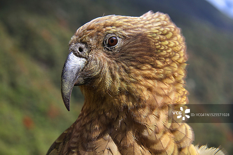 鹰的特写图片素材