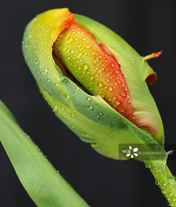 英国诺丁汉伯顿乔伊斯黑色背景下的湿玫瑰特写图片素材