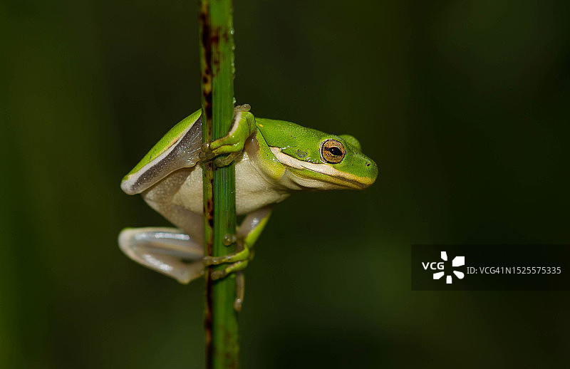 树枝上的红色树木特写图片素材