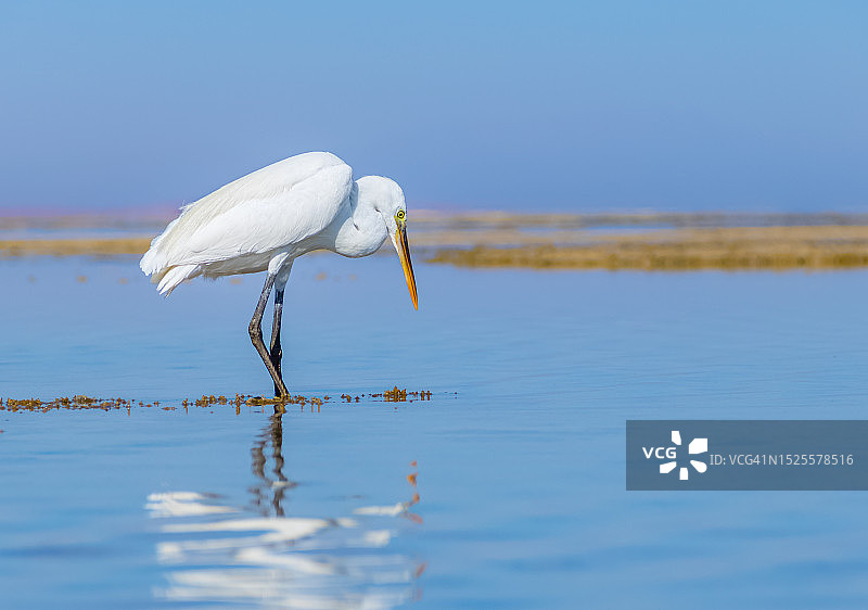 埃及湖中栖息的白鹭侧面图片素材