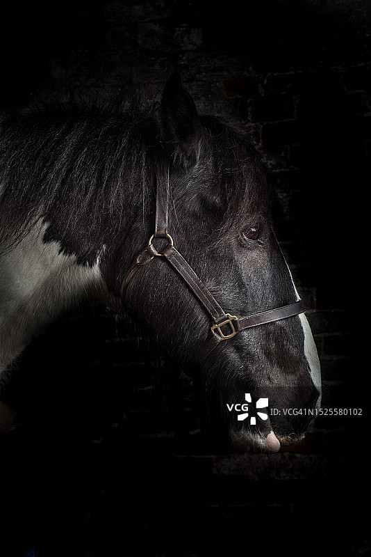 小马的特写，黑色背景，英国图片素材