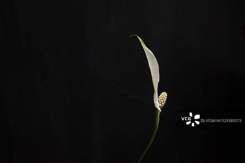 黑色背景下的花朵特写，英国图片素材