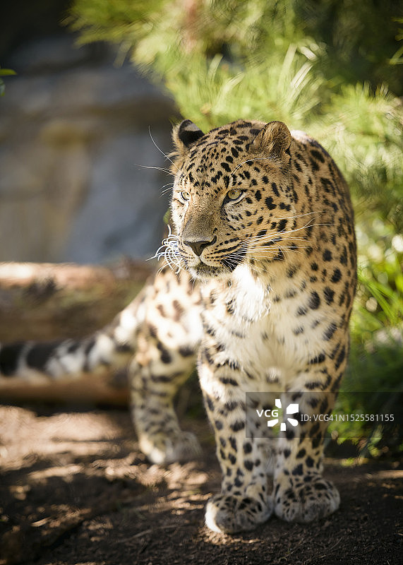 远东豹在田野上行走特写，圣地亚哥，加利福尼亚州，美国图片素材