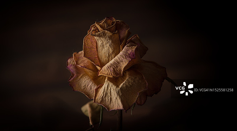 英国兰开夏郡枯萎玫瑰特写 黑色背景图片素材