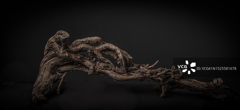 黑色背景下的树干特写，英国兰开夏郡图片素材