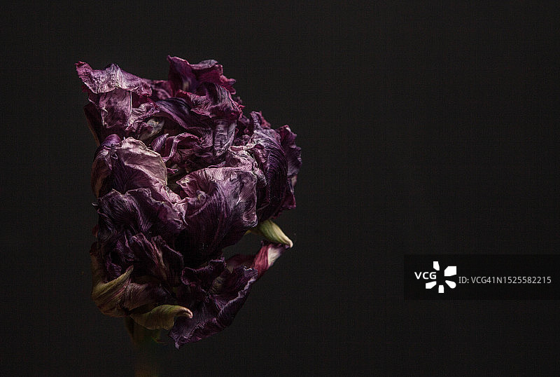英国兰开夏郡黑色背景下的枯萎花朵特写图片素材