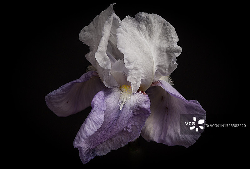 黑色背景下的花朵特写，英国兰开夏图片素材