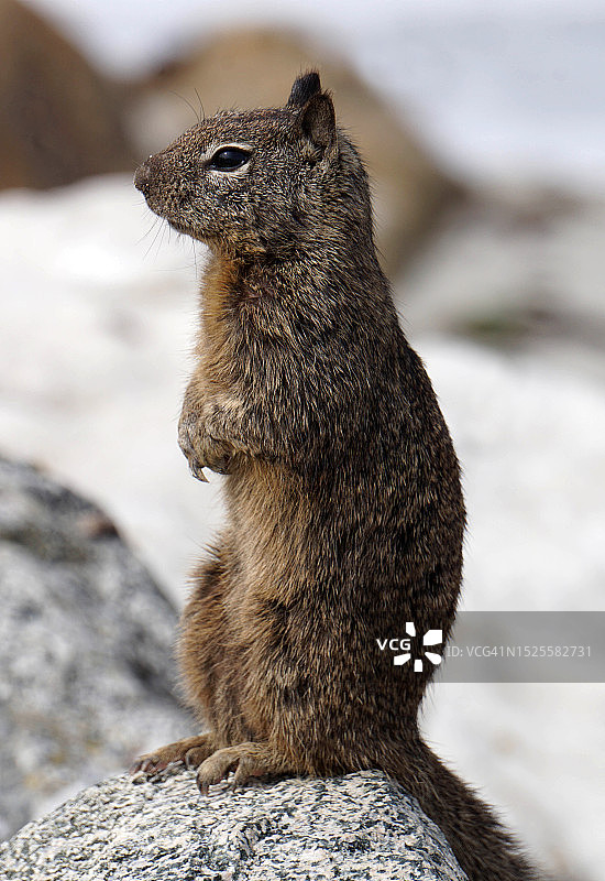 加利福尼亚州桑格尔的土拨鼠特写图片素材