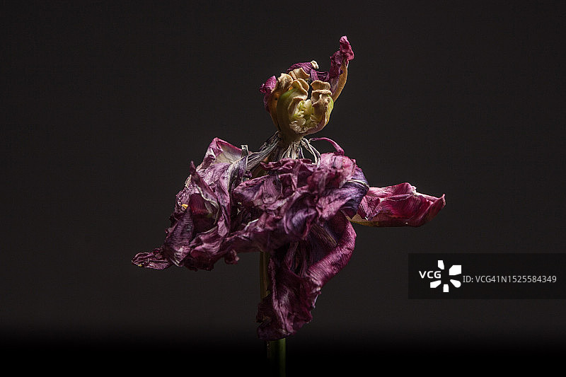 黑色背景下的枯萎花朵特写，英国南港图片素材