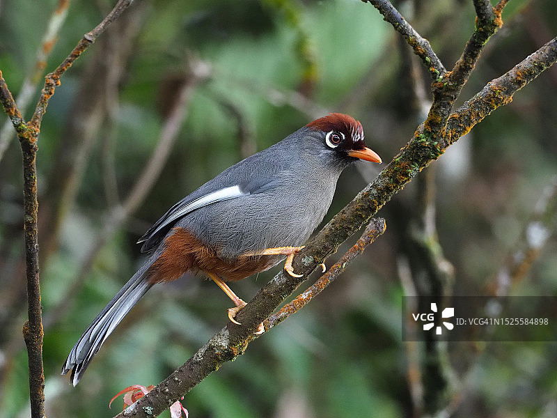 马来西亚栖息在树枝上的鸣禽特写图片素材