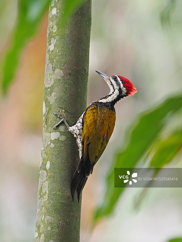 栖息在树上的啄木鸟特写，马来西亚图片素材
