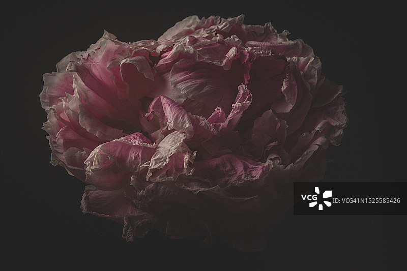 英国绍斯波特，黑色背景下的枯萎玫瑰特写图片素材