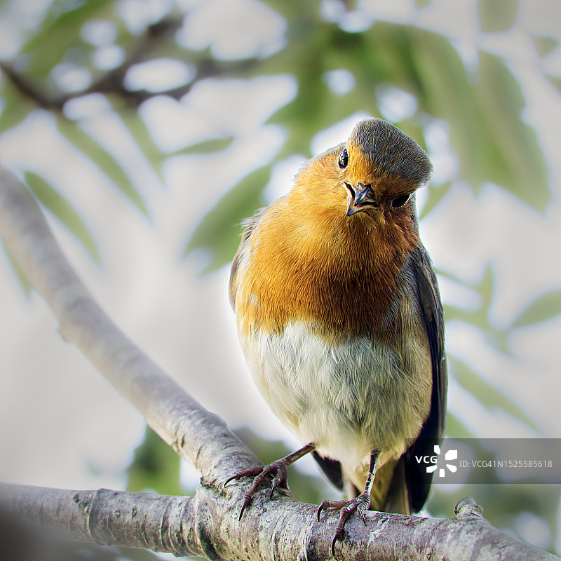 爱尔兰都柏林郡栖息在树枝上的知更鸟特写图片素材