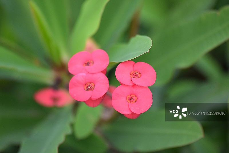 坦桑尼亚粉色植物特写图片素材