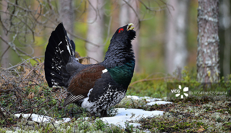 芬兰苏odeniemi栖息在田野上的松鸡特写图片素材