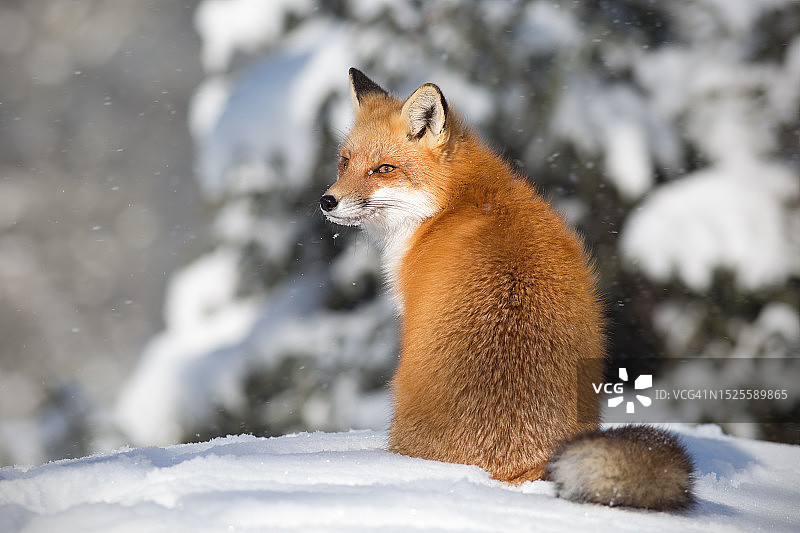 雪地上的红狐特写图片素材