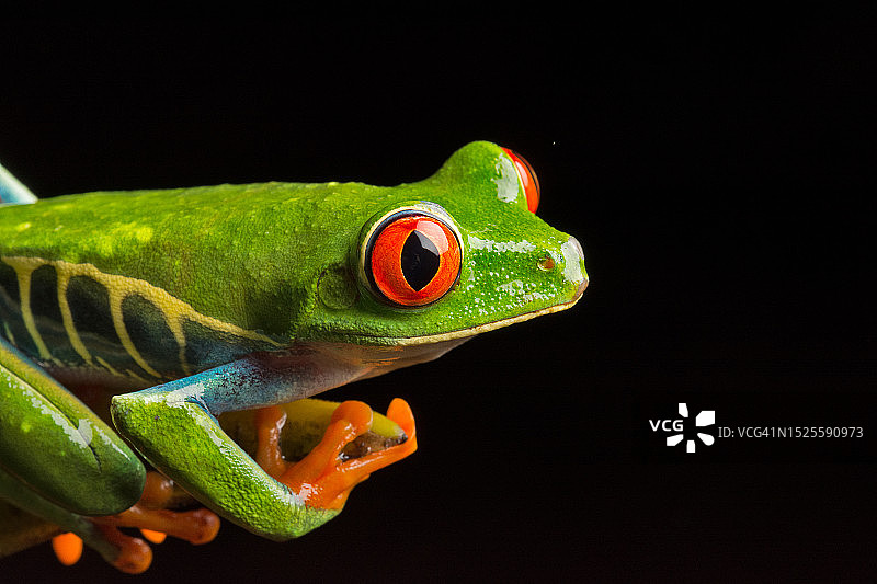 黑色背景树枝上的红色特写图片素材