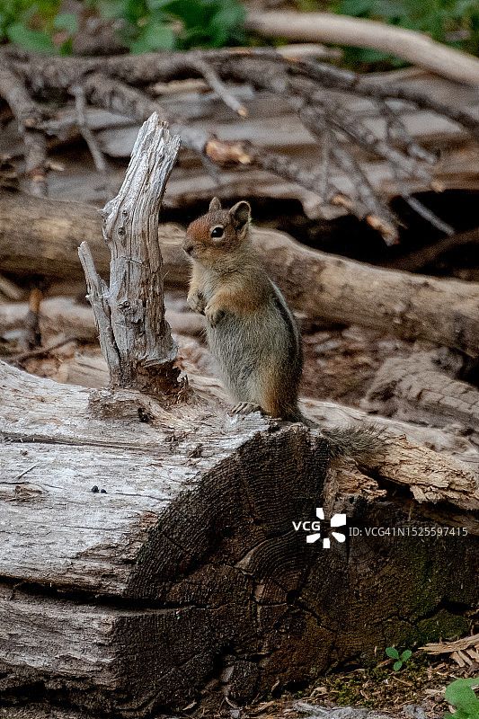 美国华盛顿州阿什福德树干上的松鼠特写图片素材