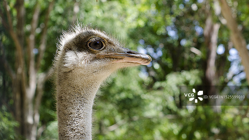 鶆䴈鸟特写，印度图片素材
