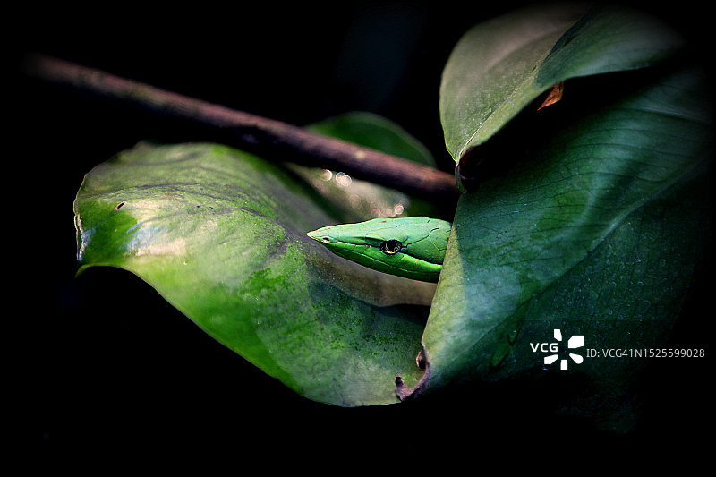 绿色植物叶子特写，法国巴黎图片素材