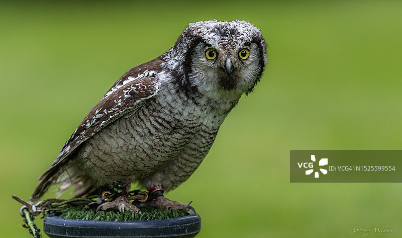 横斑鸮栖息在木头上的特写肖像，英国图片素材