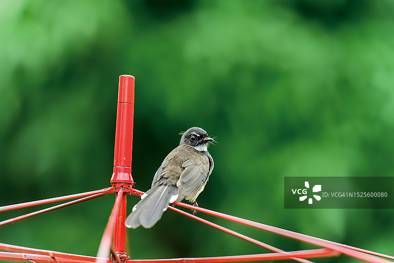 新加坡热带鸣鸟栖息在电缆上特写图片素材