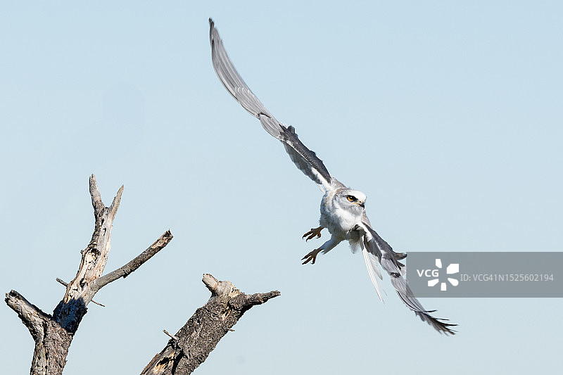 低角度拍摄：鸟儿飞翔在美国加利福尼亚州弗里蒙特晴朗的天空下图片素材
