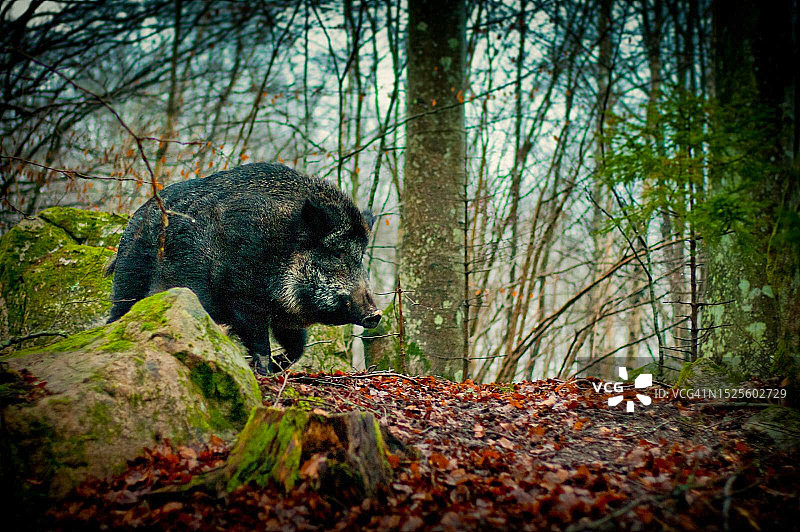 瑞典卡尔斯克鲁纳森林中的熊图片素材