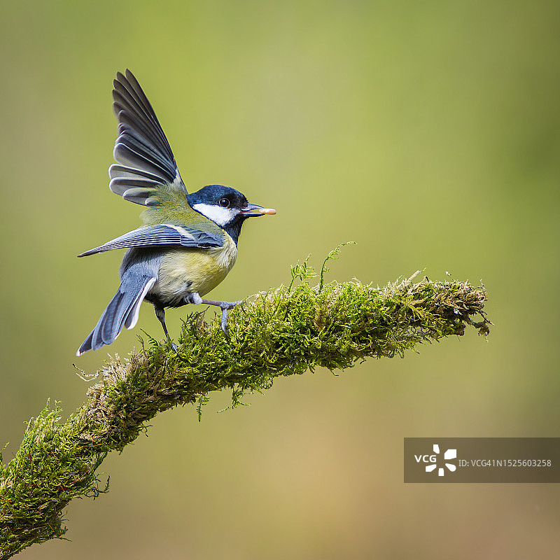 栖息在植物上的歌山雀特写，英国湖区国家公园图片素材