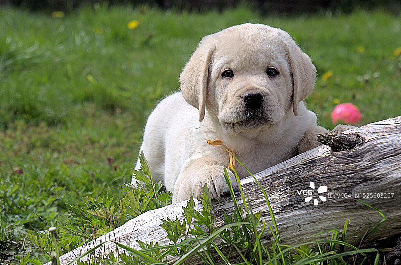 田野上的拉布拉多寻回犬肖像图片素材