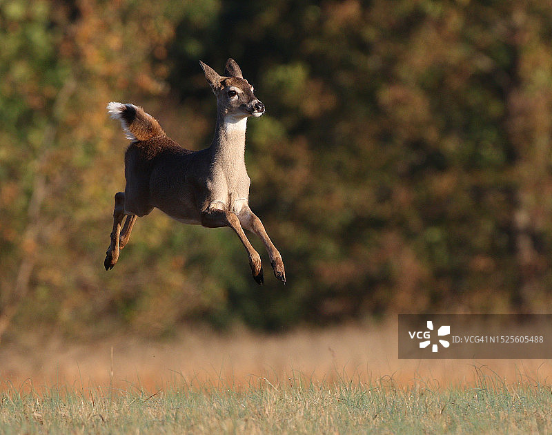美国阿肯色州小石城田野跳跃者侧视图图片素材