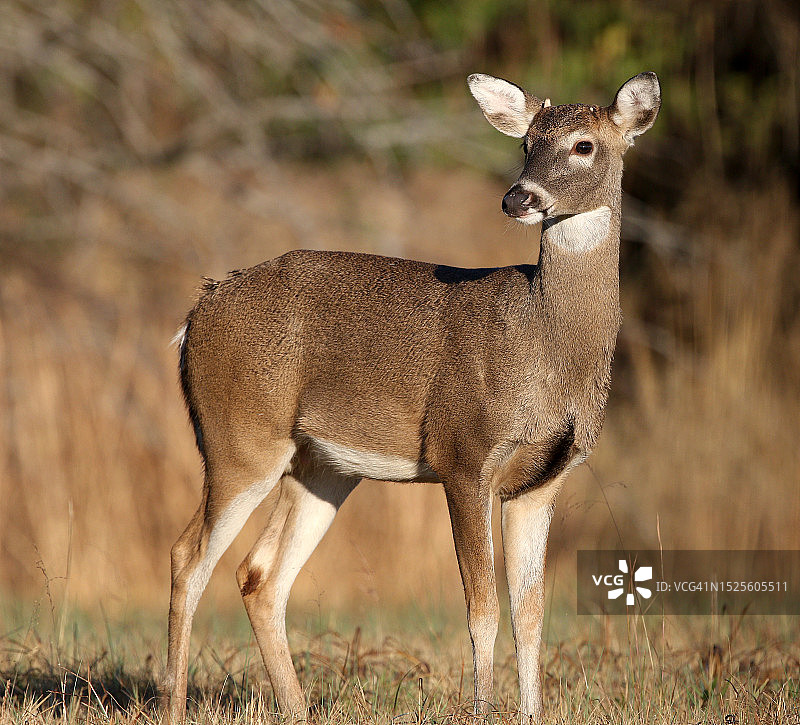 站在阿肯色州小石城北部田野上的白人肖像，美国图片素材