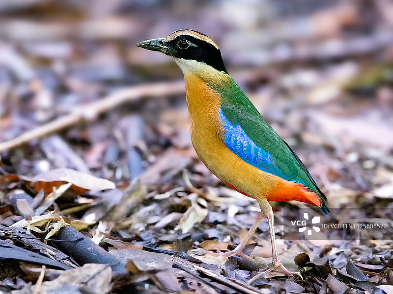 特写：栖息在田野上的热带鸟类，新加坡图片素材
