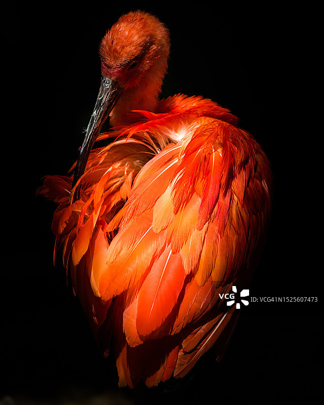 火烈鸟在黑色背景下的特写，法属圭亚那图片素材