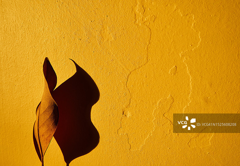 黄色墙壁上的树叶特写图片素材