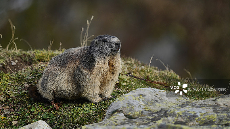 法国岩石上的高山旱獭特写图片素材