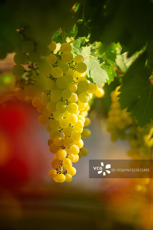 匈牙利葡萄园生长的葡萄特写图片素材