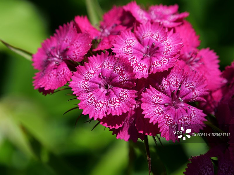 粉色开花植物特写图片素材