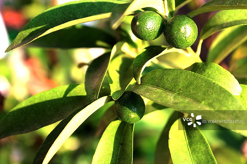 树上生长的水果特写图片素材