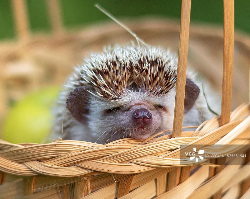 特写：笼子里的刺猬，俄罗斯图片素材