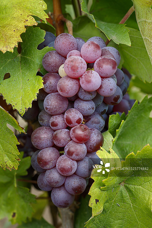 塞尔维亚葡萄园中生长的葡萄特写图片素材