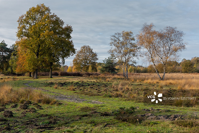 哈克斯贝亨，荷兰：田野上的树木与天空图片素材