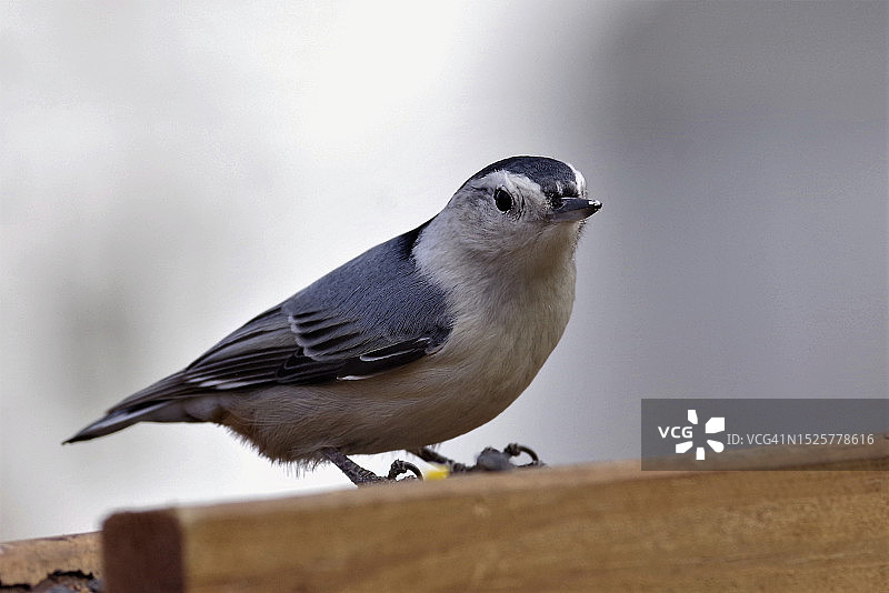 美国明尼苏达州明尼阿波利斯木头上的红胸短脚鹎特写图片素材
