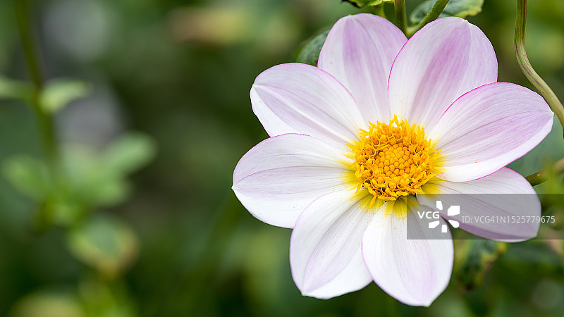 谢珀顿维多利亚州粉色花朵特写图片素材