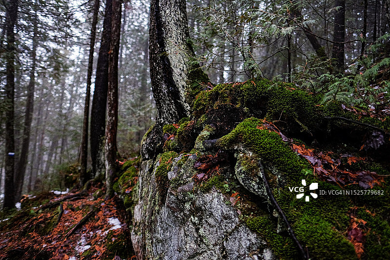 加拿大的森林树木图片素材