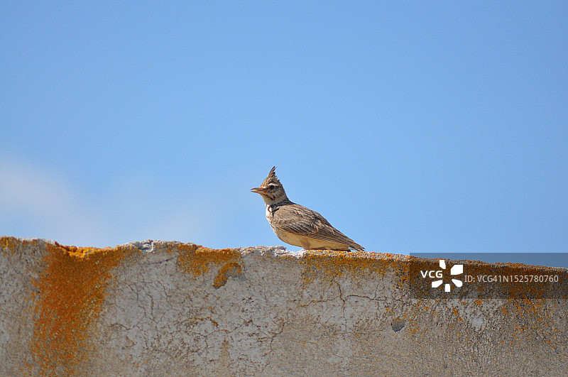鸣禽栖息在墙上，以晴朗的天空为背景的低角度视图图片素材