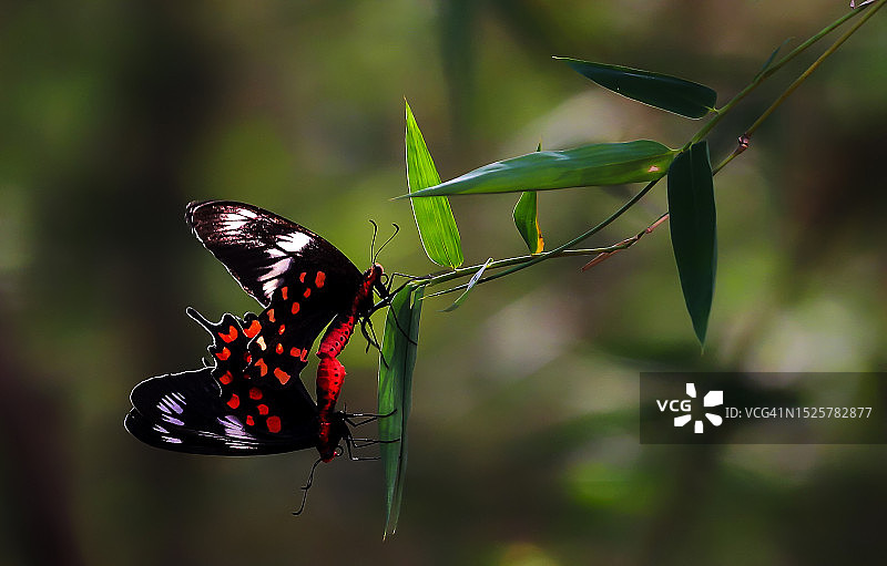 植物上蝴蝶的特写，印度喀拉拉邦德维库拉姆图片素材