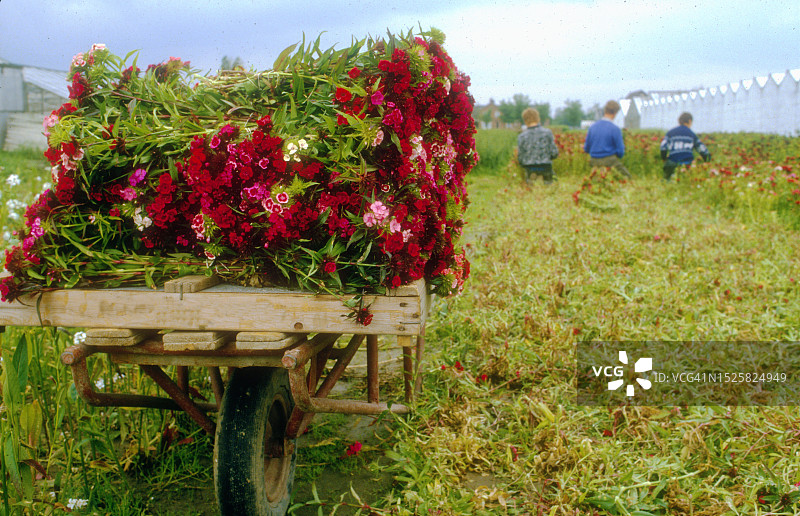 准备丰收的花车图片素材